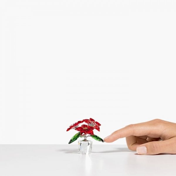 Joyful: Poinsettia