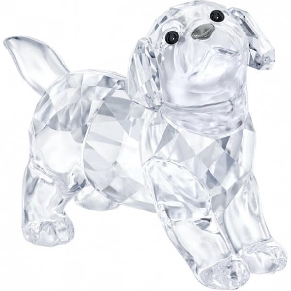 LABRADOR PUPPY, STANDING