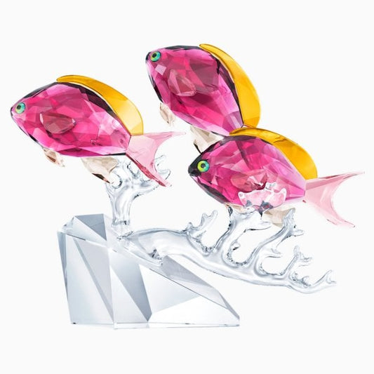 ANTHIAS FISH TRIO