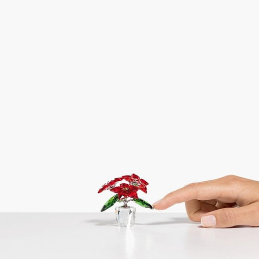 Joyful: Poinsettia