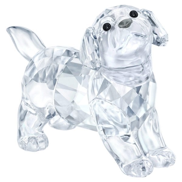 LABRADOR PUPPY, STANDING