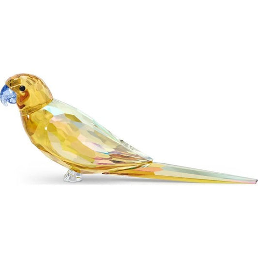 Jungle Beats Yellow Parakeet Lechee