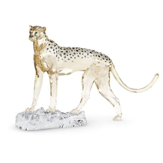 Elegance of Africa SCS Annual 2023 Cheetah Mehira