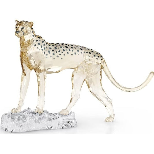 Elegance SCS 2023 Cheetah Mehira, Signed edition