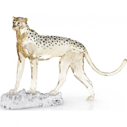 Elegance of Africa SCS Annual 2023 Cheetah Mehira