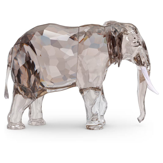 Elegance of Africa SCS Annual 2022 Elephant Fayola