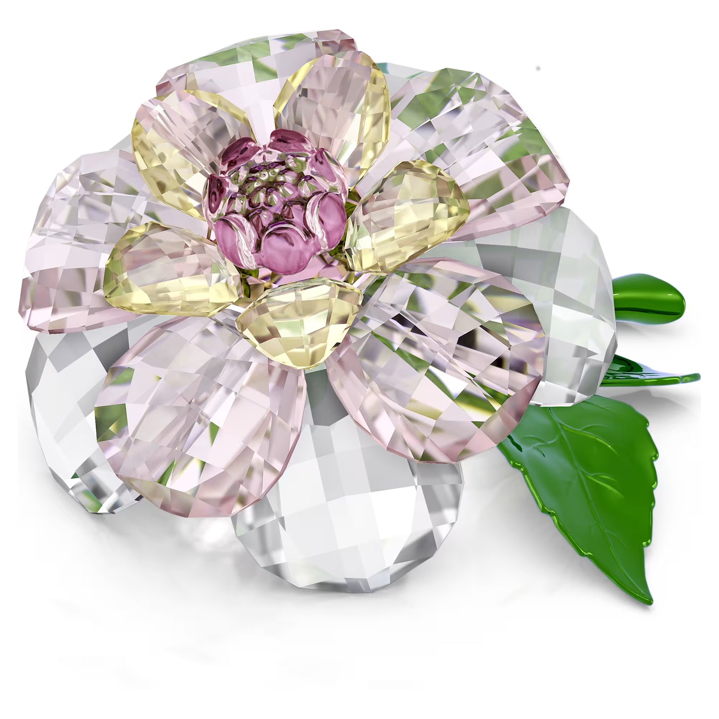 Florere Camellia