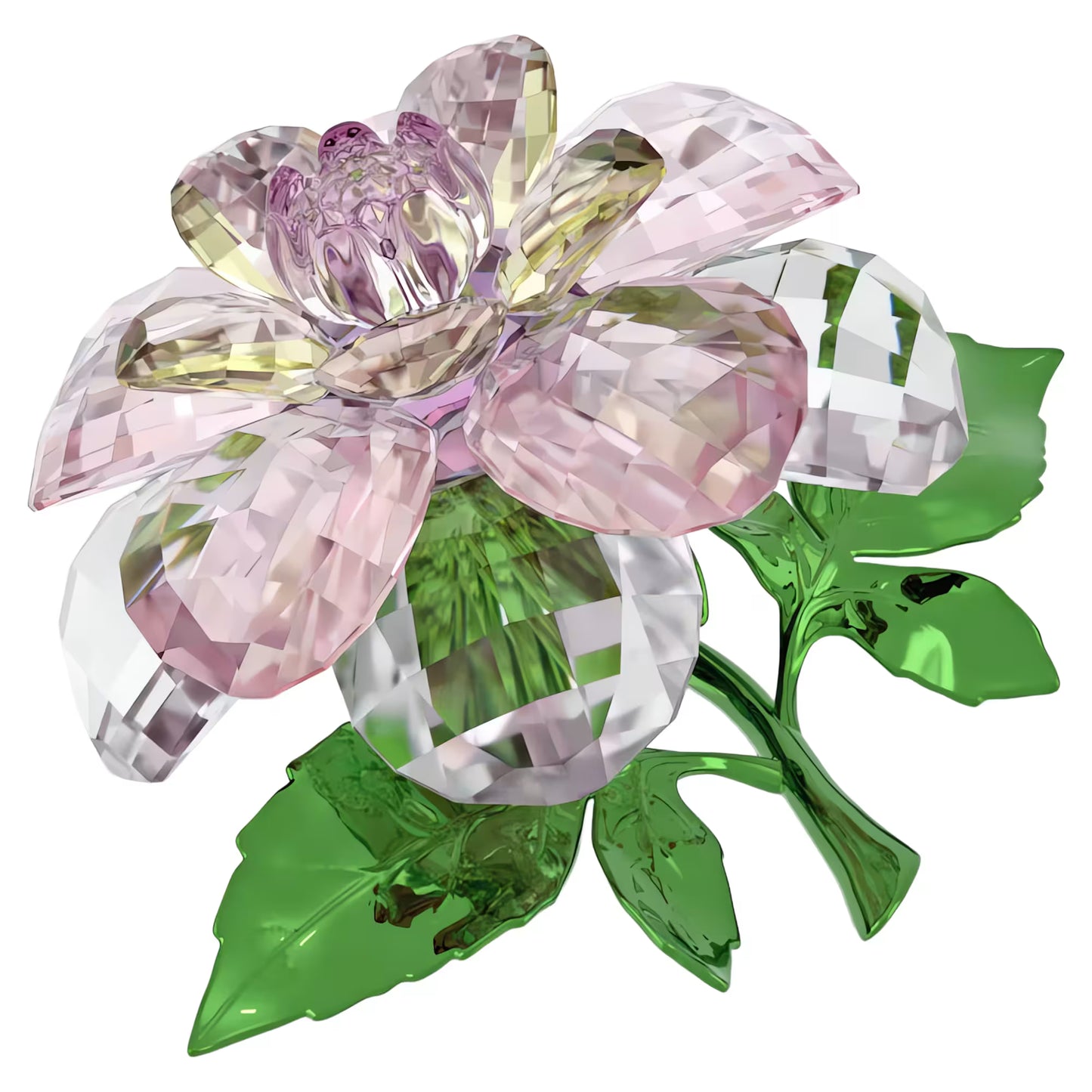 Florere Camellia
