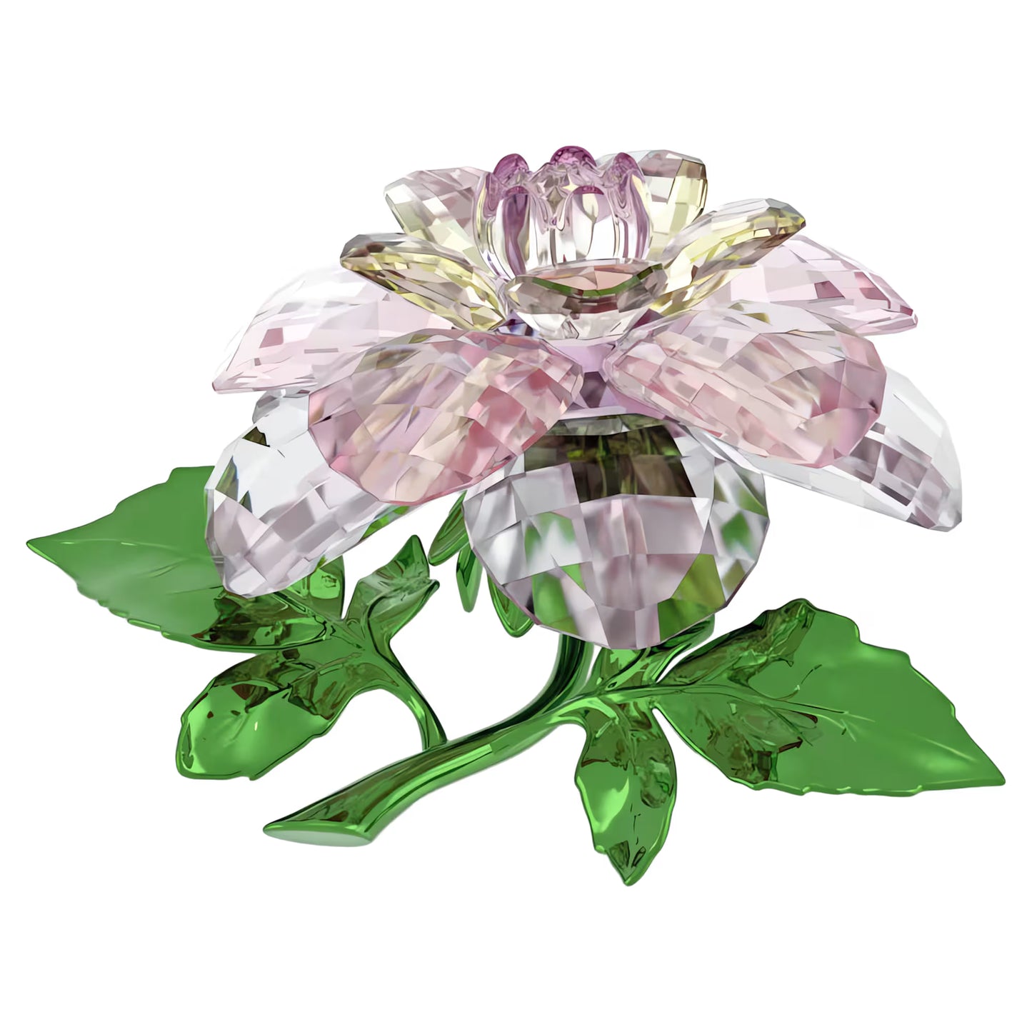 Florere Camellia