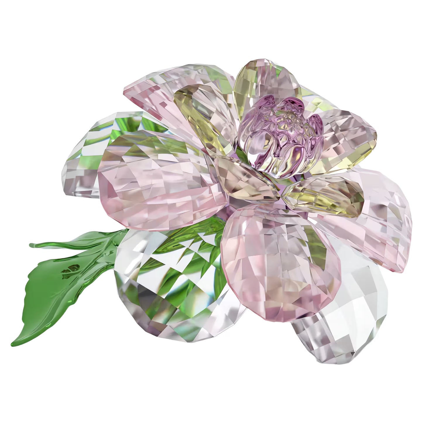 Florere Camellia