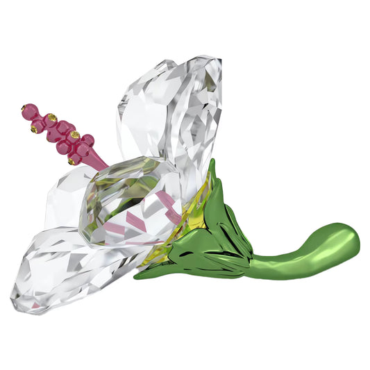 Florere Hibiscus, Small