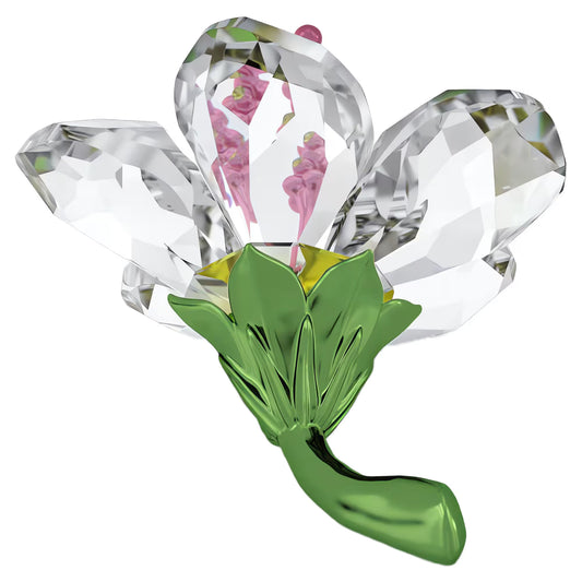 Florere Hibiscus, Small
