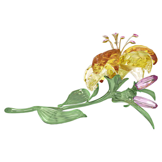 Florere Lily, Large