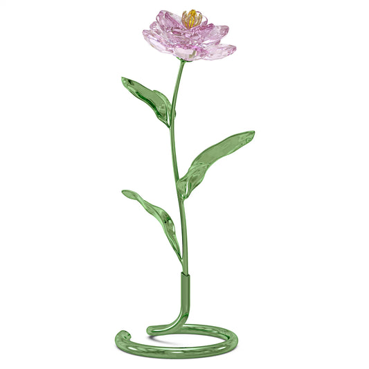 Florere Peony