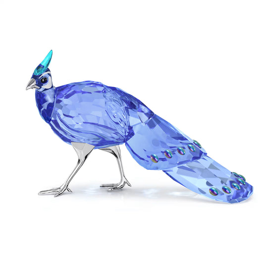 Idyllia SCS Palawan Peacock-Pheasant (Signed)