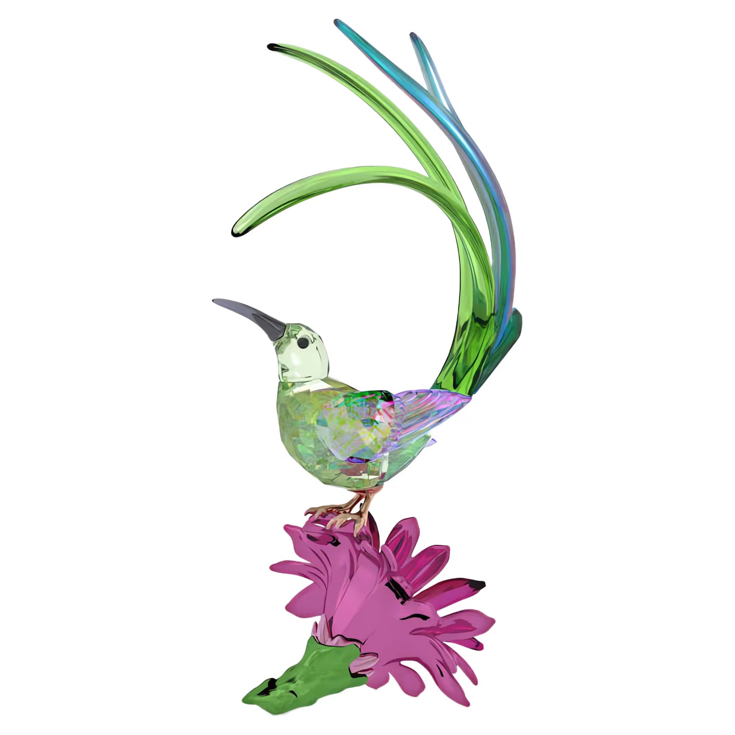 Idyllia Sugarbird and Cactus Flower