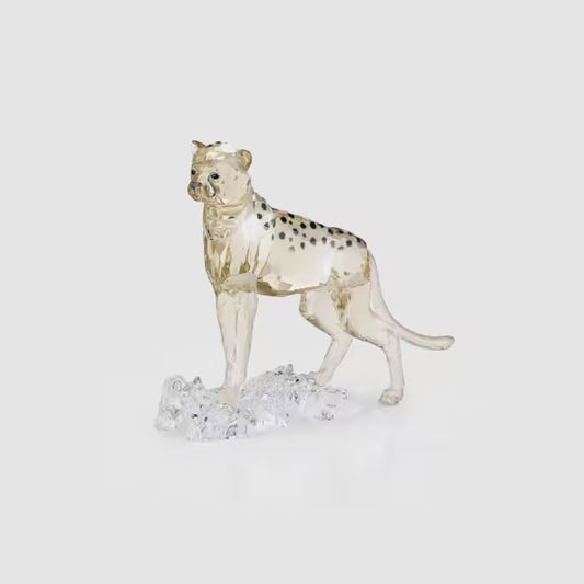 Elegance of Africa SCS Cheetah Baby Jabari